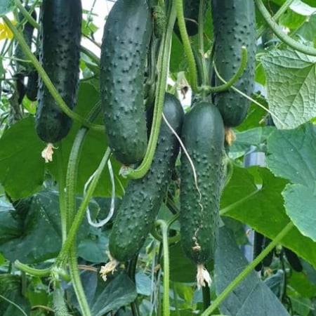 Castraveți - Semințe de castraveți tip Cornichon Spino F1