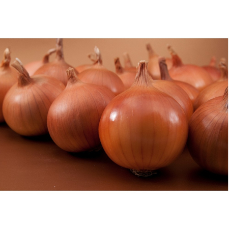 Ceapă - Semințe de ceapă Bratko F1