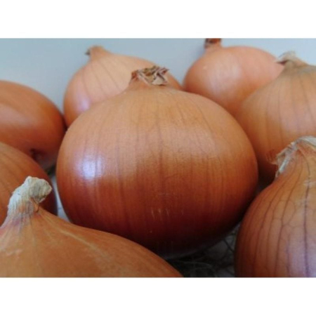 Ceapă - Semințe de ceapă, Campero F1