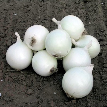 Ceapă - Semințe de ceapă, Cometa F1