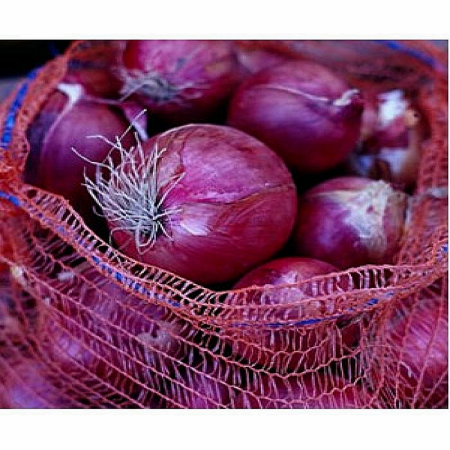 Ceapă - Semințe de ceapă, Countach F1