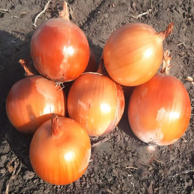 Ceapă - Semințe de ceapă, Joaquin F1