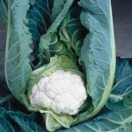 Brocoli și Conopidă - Semințe de conopidă Clapton F1