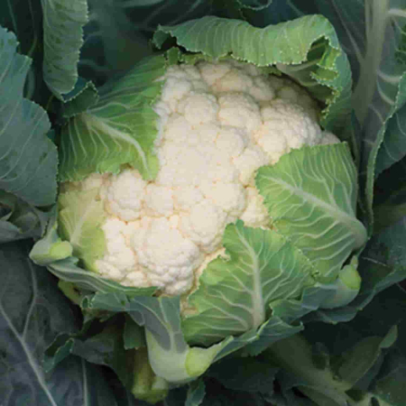 Brocoli și Conopidă - Semințe de conopidă Clarina F1