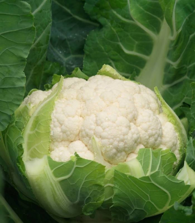 Brocoli și Conopidă - Semințe de conopidă David F1