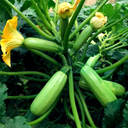 Dovleac și dovlecei - Semințe de dovlecei, Cavili F1