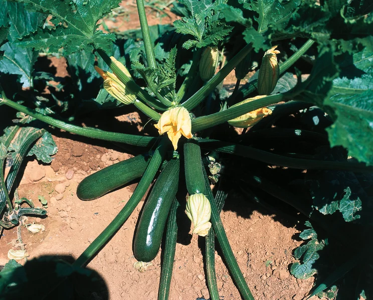 Dovleac și dovlecei - Semințe de dovlecei Mykonos F1