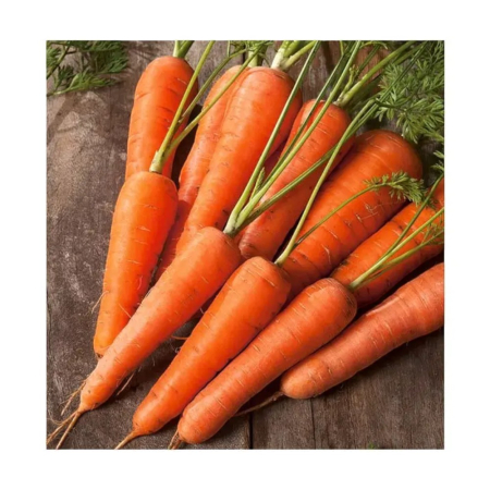 Rădăcinoase - Semințe de morcov, Elegance F1, calibru 1.8-2.0