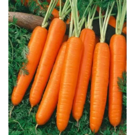 Rădăcinoase - Semințe de morcov, Florance F1, calibru 1.8-2.0