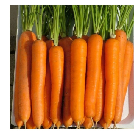 Rădăcinoase - Semințe de morcov, Laguna F1, calibru 1.8-2.0, semințe pregerminate