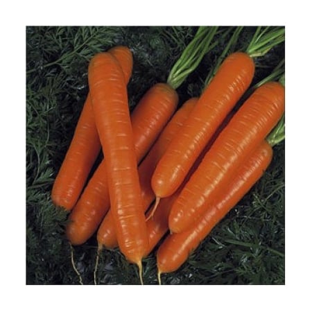 Rădăcinoase - Semințe de morcov, Sirkana F1, calibru 1.8-2.0