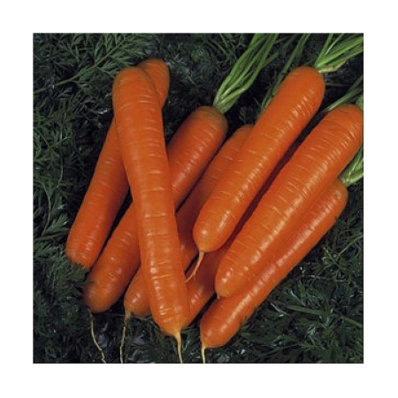 Rădăcinoase - Semințe de morcov, Sirkana F1, calibru 2.0-2.2, microambalat