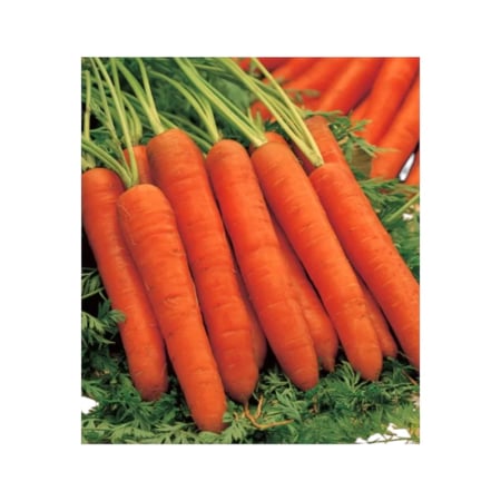 Rădăcinoase - Semințe de morcovi Champion F1