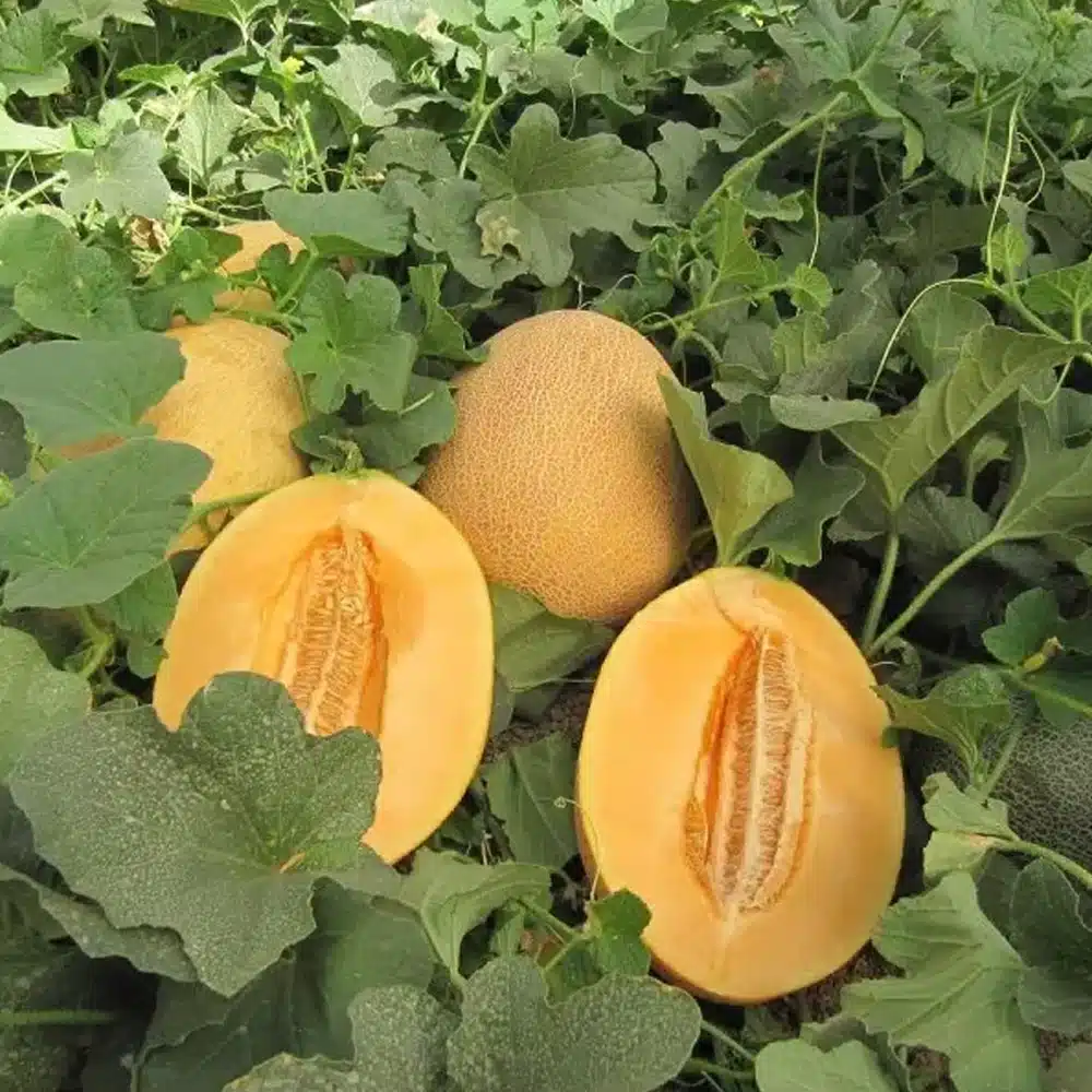 Seminţe și material săditor - Semințe de pepene galben, Carierre F1