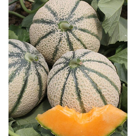 Seminţe și material săditor - Semințe de pepene galben, Donatello F1