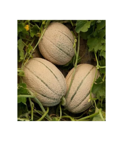 Pepeni - Semințe de pepene galben Eccelso F1