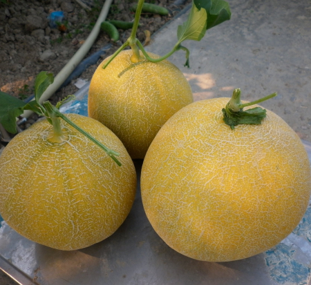 Pepeni - Semințe de pepene galben, Waller F1