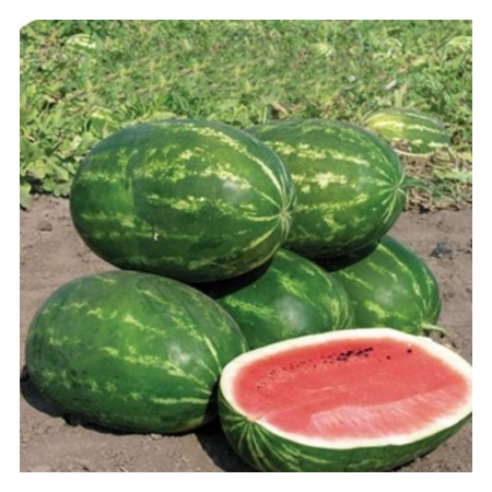 Seminţe și material săditor - Semințe de pepene verde, Caravan F1