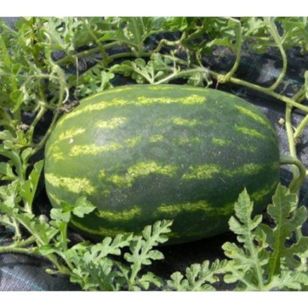 Pepeni - Semințe de pepene verde, Dumara F1