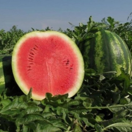 Pepeni - Semințe de pepene verde, Galander F1