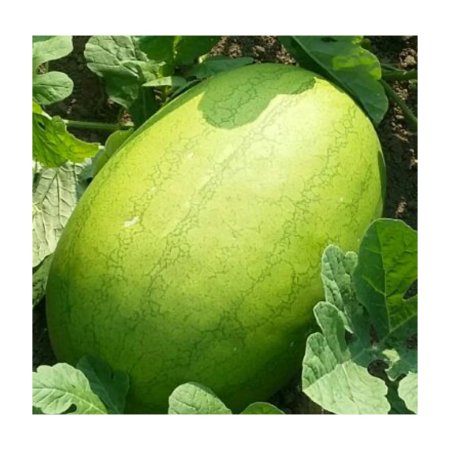 Pepeni - Semințe de pepene verde Ghalina F1