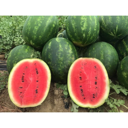 Pepeni - Semințe de pepene verde, Grandis F1