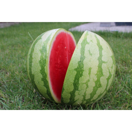 Pepeni - Semințe de pepene verde Kasmira F1