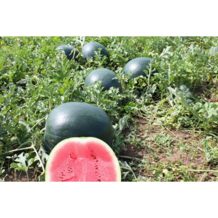 Pepeni - Semințe de pepene verde Lorian F1