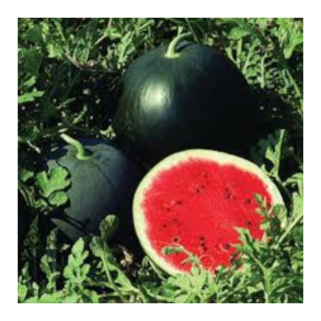 Pepeni - Semințe de pepene verde, Red Comet F1