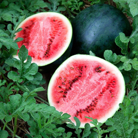 Pepeni - Semințe de pepene verde, Red Star F1