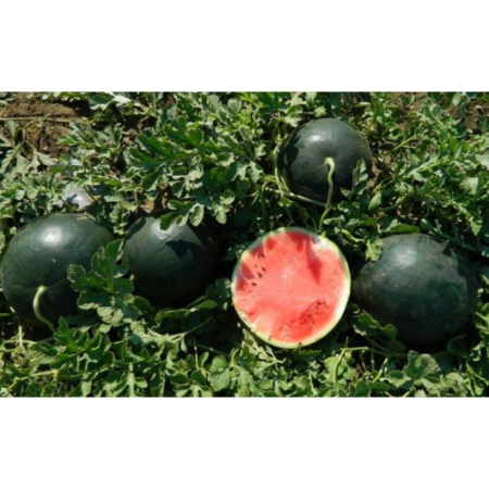 Pepeni - Semințe de pepene verde Romantic F1