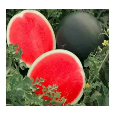 Seminţe și material săditor - Semințe de pepene verde, Style F1