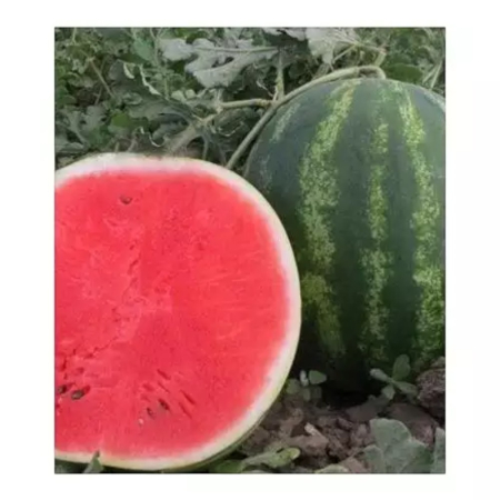 Seminţe și material săditor - Semințe de pepene verde, Talisman F1