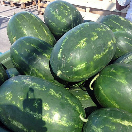 Seminţe și material săditor - Semințe de pepene verde, Torpila F1