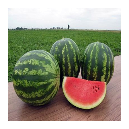 Pepeni - Semințe de pepene verde, Trophy F1