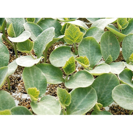 Pepeni - Semințe de portaltoi pepene Emphasis F1