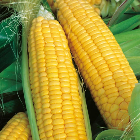 Porumb zaharat - Semințe de porumb zaharat GSS 5649 F1