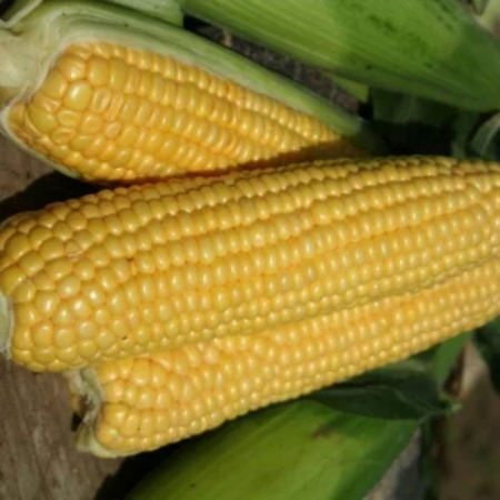 Porumb zaharat - Semințe de porumb zaharat Jubilee F1