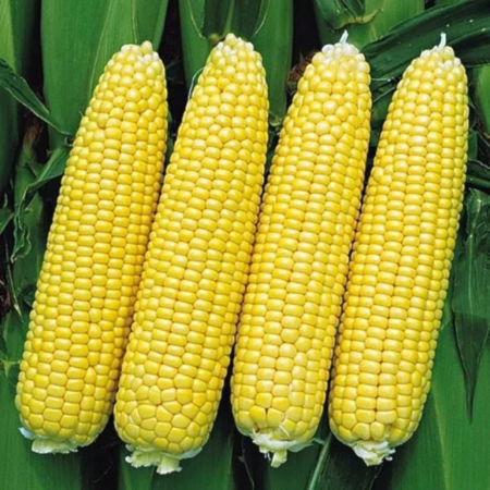 Porumb zaharat - Semințe de porumb zaharat Strongstar F1