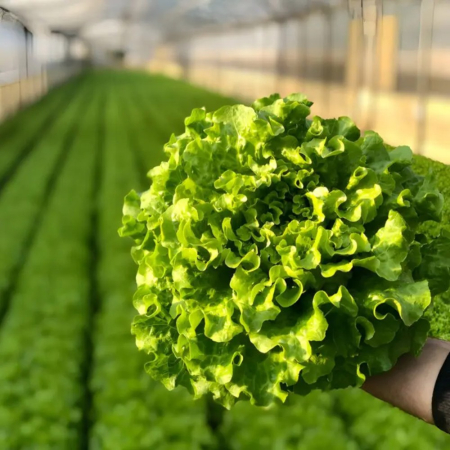 Salate - Semințe de salată Bancola drajat