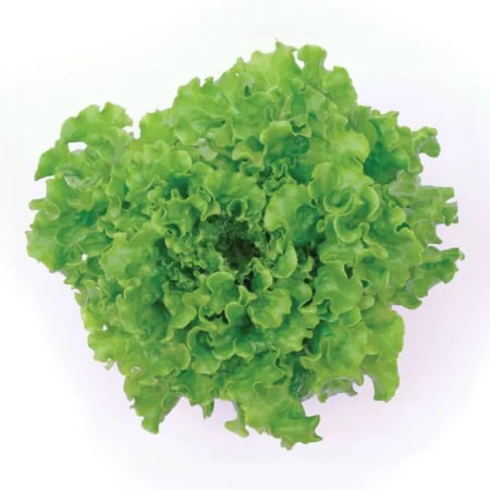 Seminţe și material săditor - Semințe de salată, Bassari