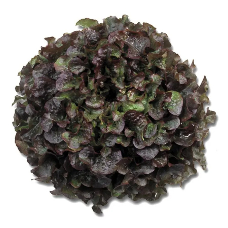 Seminţe și material săditor - Semințe de salată, Bughatti