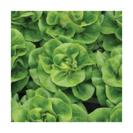 Seminţe și material săditor - Semințe de salată, Geoffrey