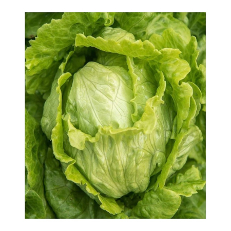 Seminţe și material săditor - Semințe de salată, Gondar