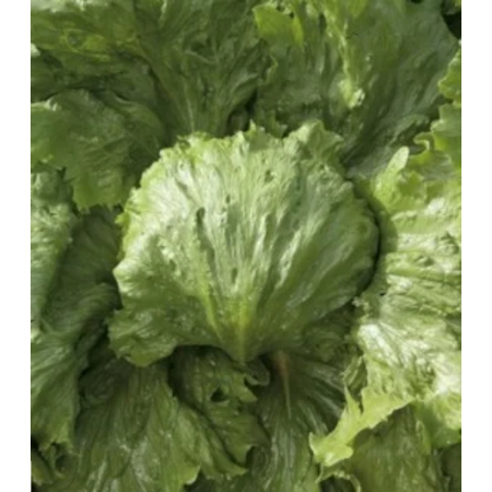 Seminţe și material săditor - Semințe de salată Ice Circle drajat