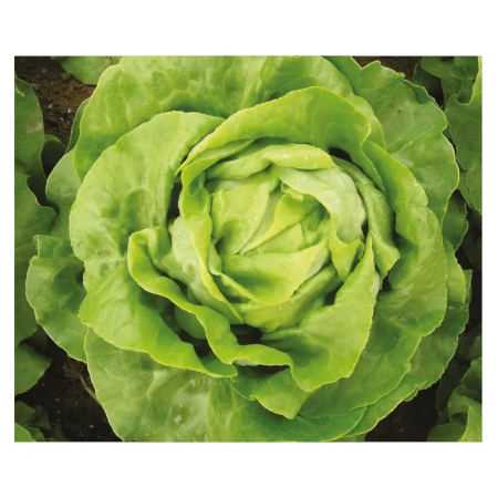 Salate - Semințe de salată, Mafalda