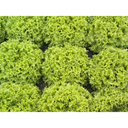 Salate - Semințe de salată Oleole drajat