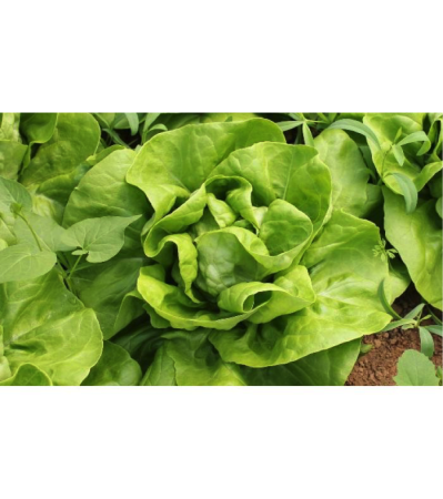 Salate - Semințe de salată Shangore drajat