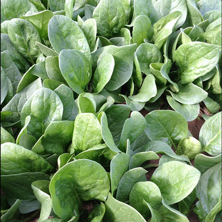 Spanac - Semințe de spanac El Prado F1