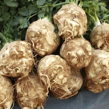 Seminţe și material săditor - Semințe de țelină, Codex F1 drajat/pregerminat